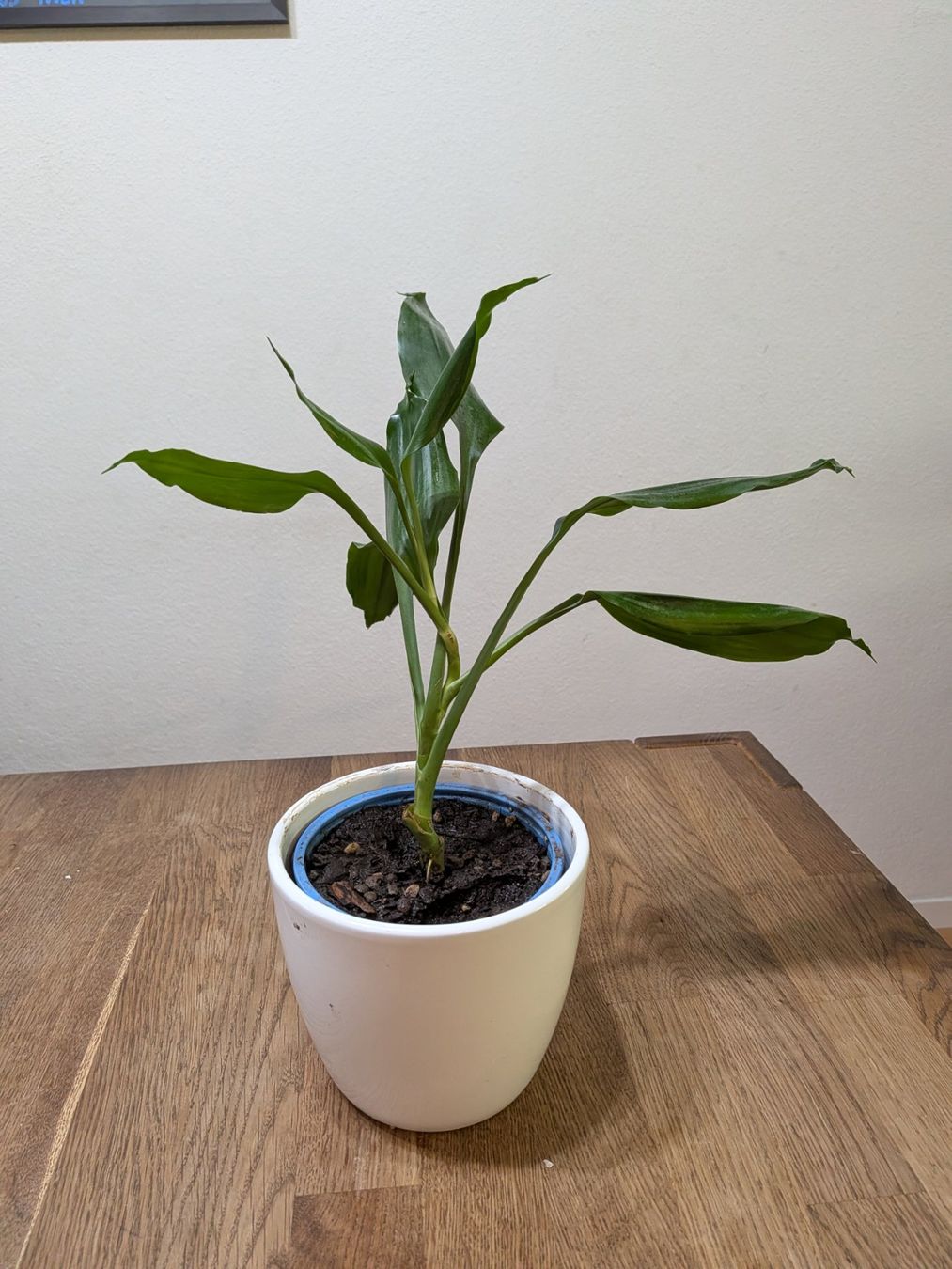 Piante & sementi: Dracaena Pflanze (Drachenbäume) – Usato da Bern venduto da Hydrom 1