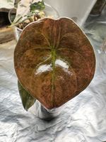 Alocasia Cuprea Latte / Peach Variegated (corm grown)