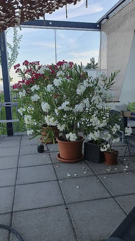 Plantes & graines: Oleander ca 150cm – D'occasion à Bellikon par Gecko031069 1