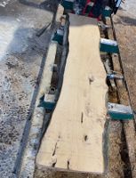Bretter Hagenbuche