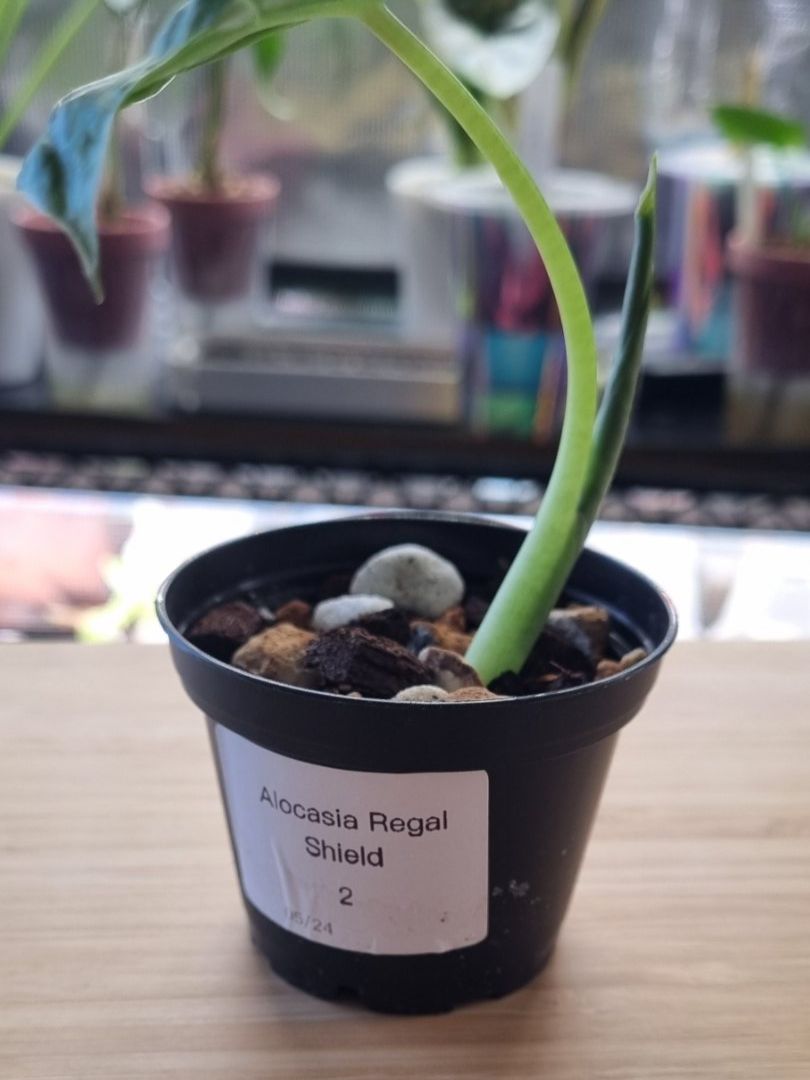 Piante & sementi: 🌿Alocasia RegalShield- Größe S – Nuovo e nell'imballaggio originale da Wallenwil venduto da LadyLeaf_Ellis1 1