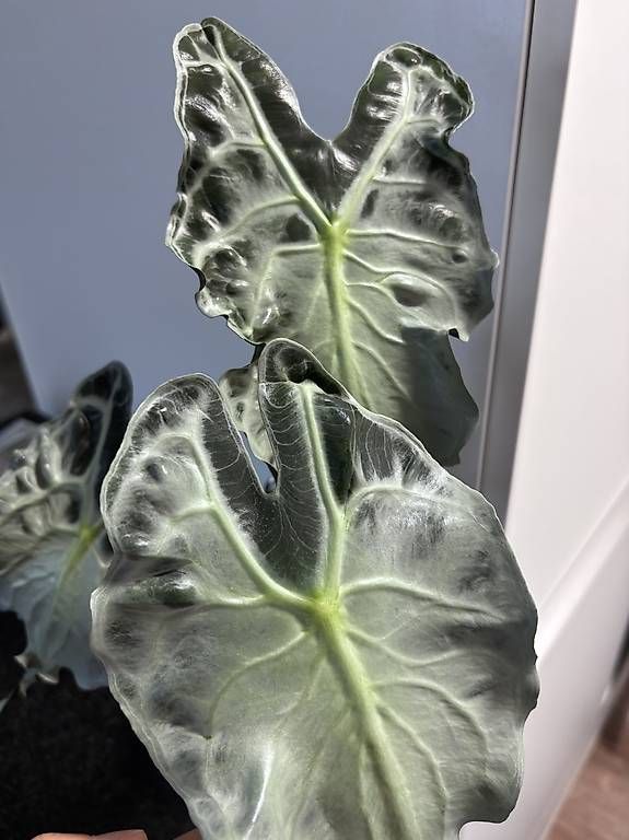 Plantes & graines: Alocasia Venom – D'occasion à Oberbuchsiten par Muskatellerchen 3