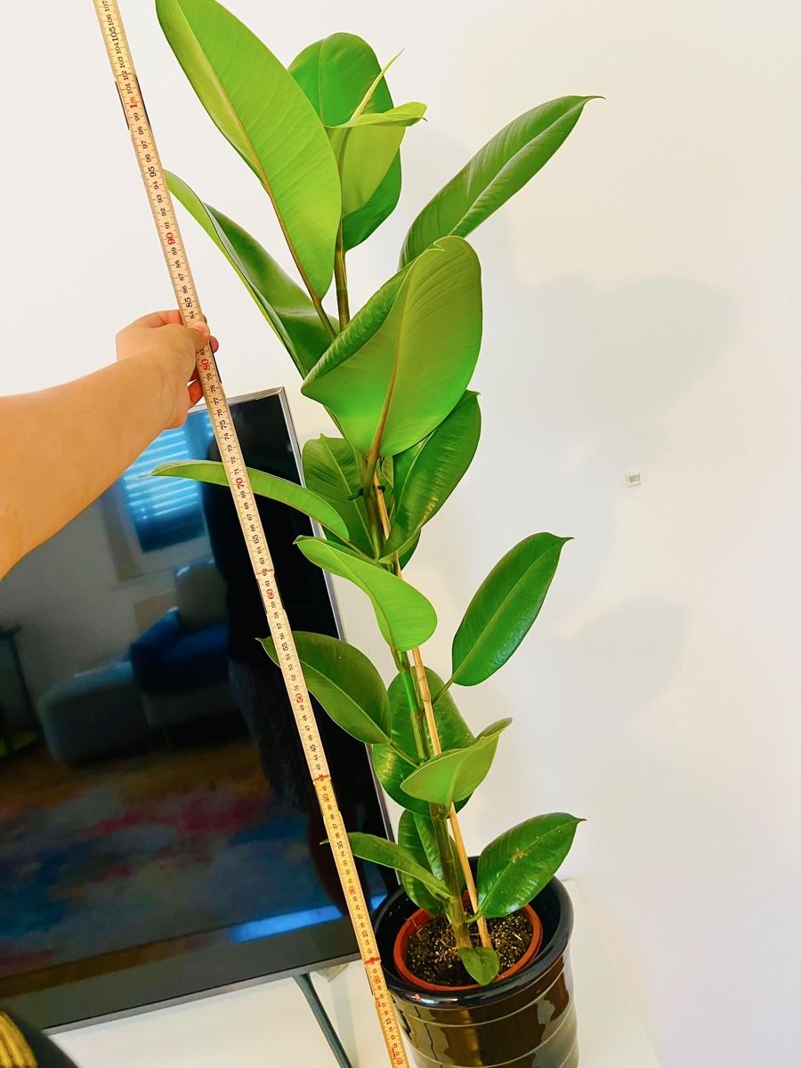 Pflanzen & Samen: Ficus Elastica Pflanze mit schwarzem Topf – Gebraucht aus Gerlafingen von naj_vj8s 3