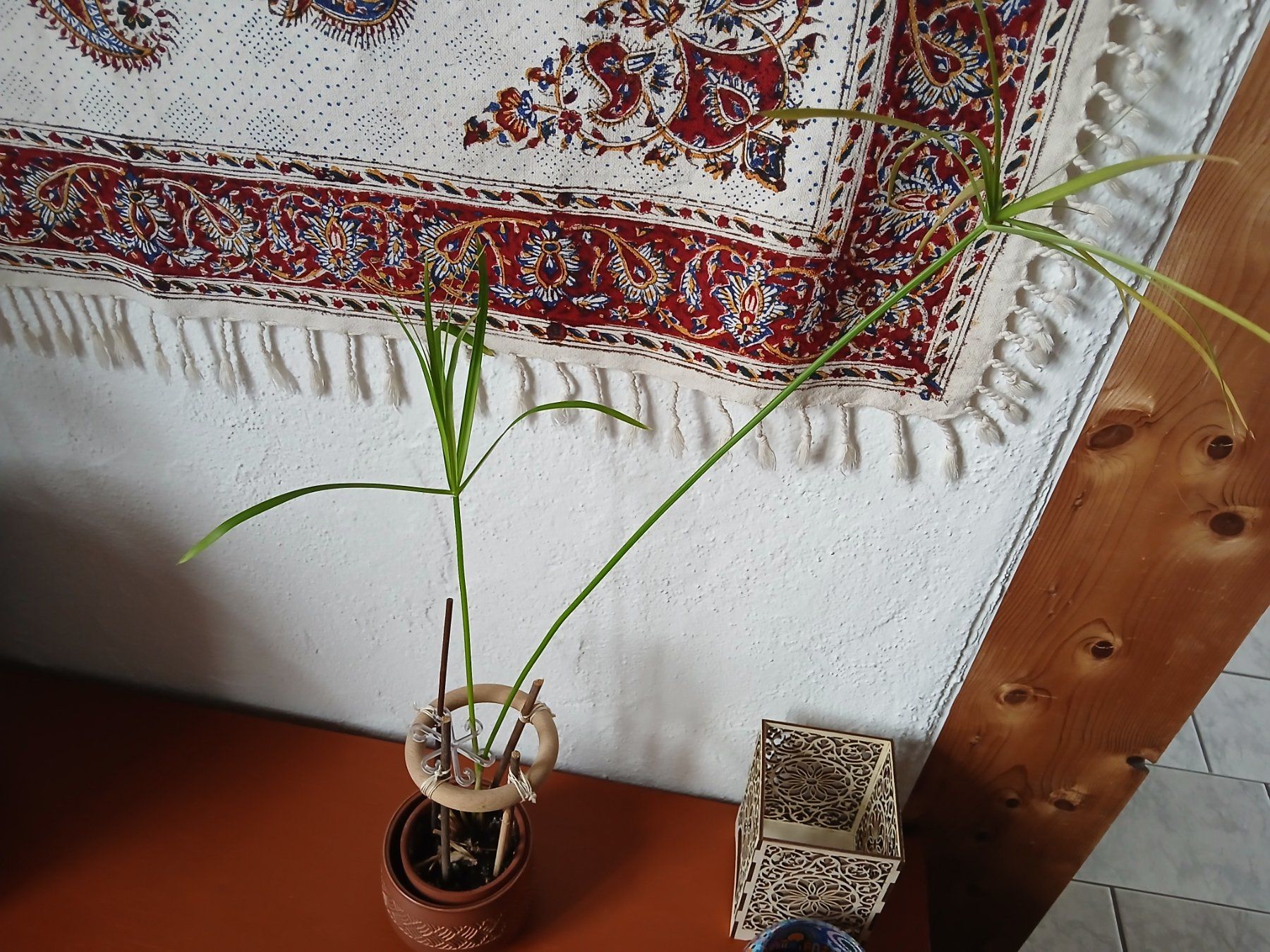 Piante & sementi: Papyrus Zimmerpflanze – Usato da Bremgarten AG venduto da Finoae