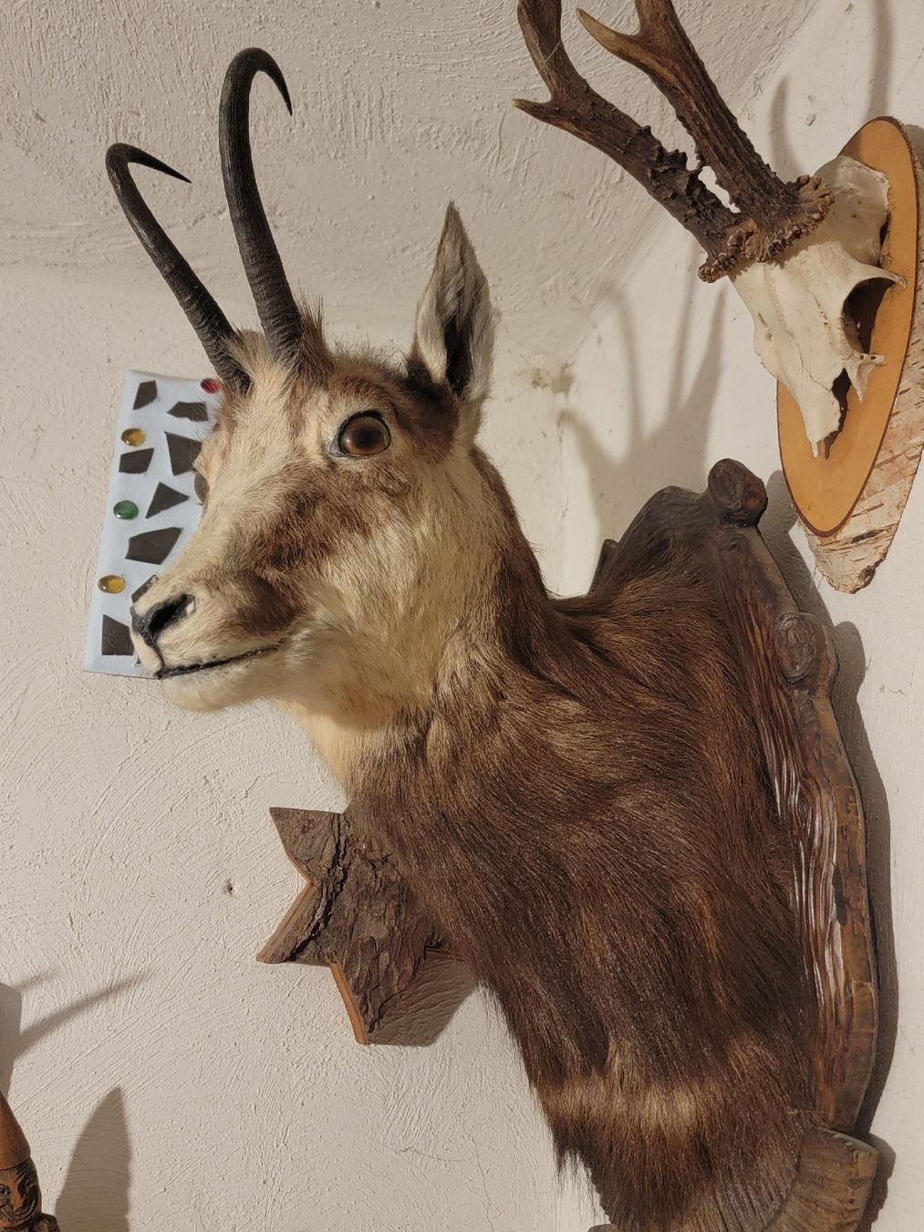 Welt der Tiere: Aysgestopfte Gams – Gebraucht aus Sils im Domleschg von platin01 5