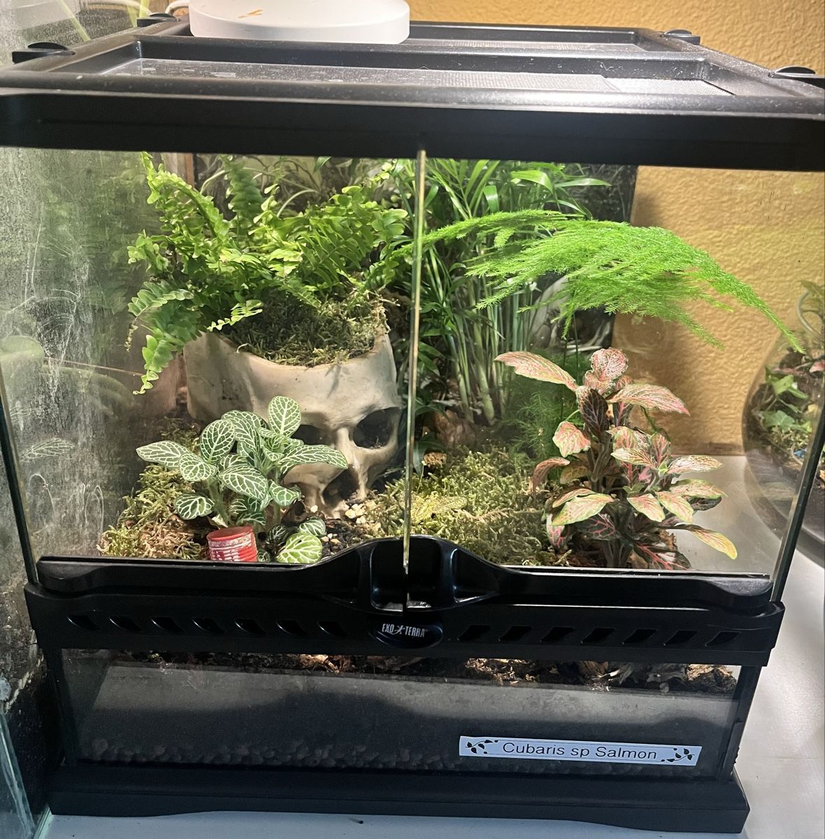 Terrariums: Exo Terra, 30x30x30, fixfertig eingerichtet  – Neuf (Voir description) à Bern par E-Pic