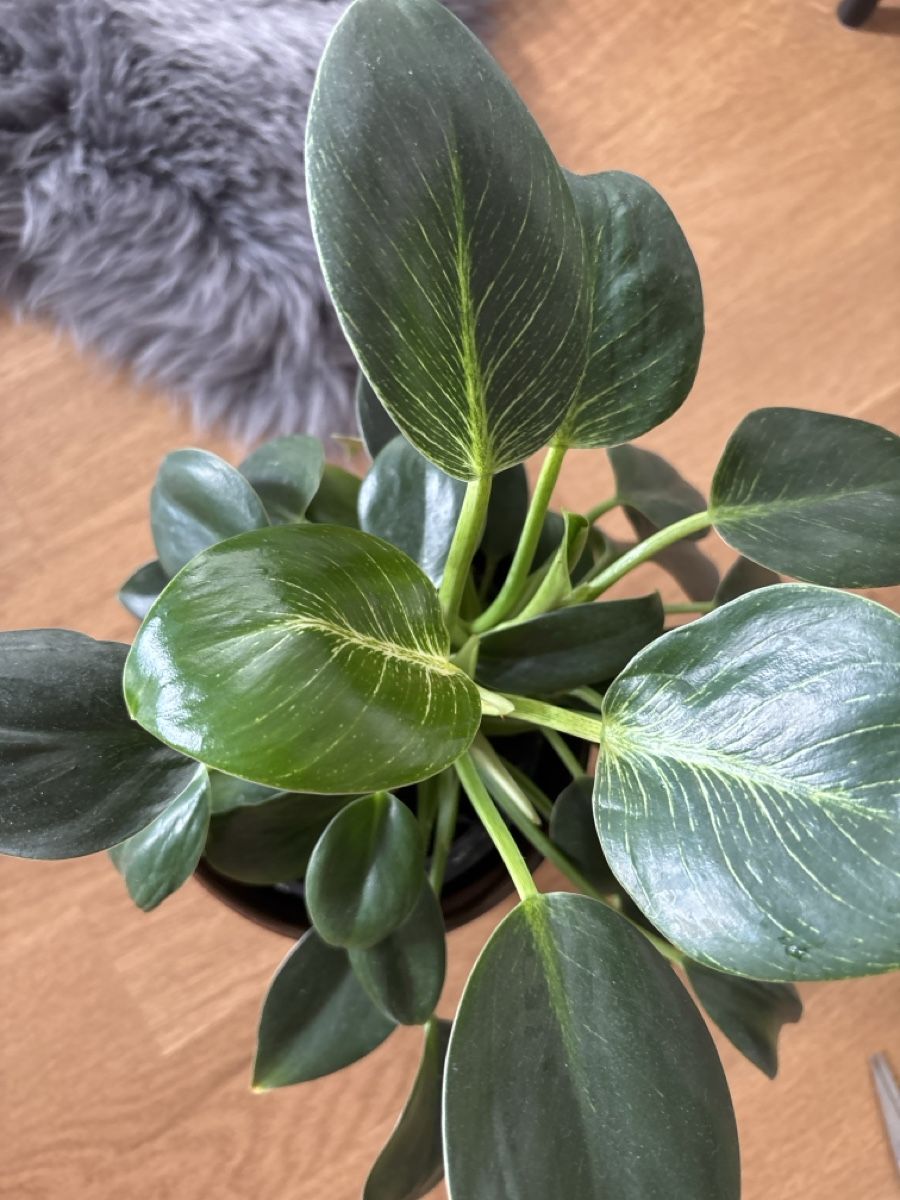 Pflanzen & Samen: Philodendron Birkin 'White Measure'  – Gebraucht aus Zizers von L.Berther 2