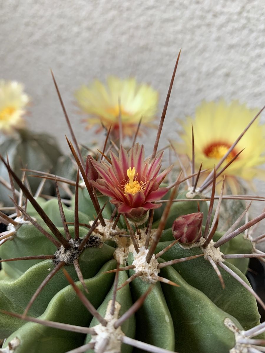 Piante & sementi: Ferocactus echidne v. rhodanthus – Usato da Rorbas venduto da SimS0n 1