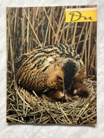 Du Kulturmagazin Nummer 160  Juni 1954