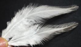 Deko Federn 508 – 10 bis 15 cm – Hahn - 50 Stück