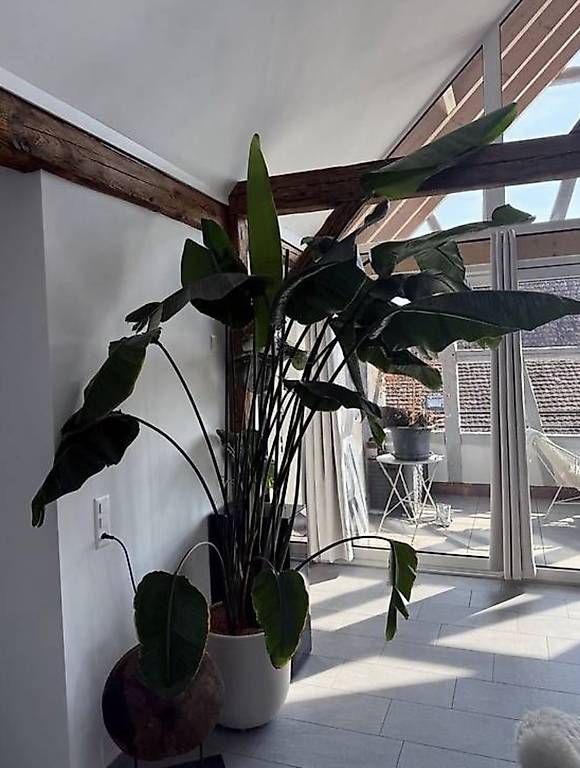 Piante & sementi: Strelizia Nicolai 3,6 Meter  – Usato da Buchberg venduto da the_w8gy 2