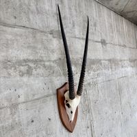Oryx Trophäe (Spiessbock) aus Namibia auf Holzschild