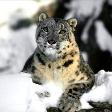 Profile image of piova