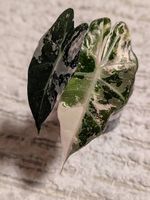 Alocasia Polly Albo Pink Variegata