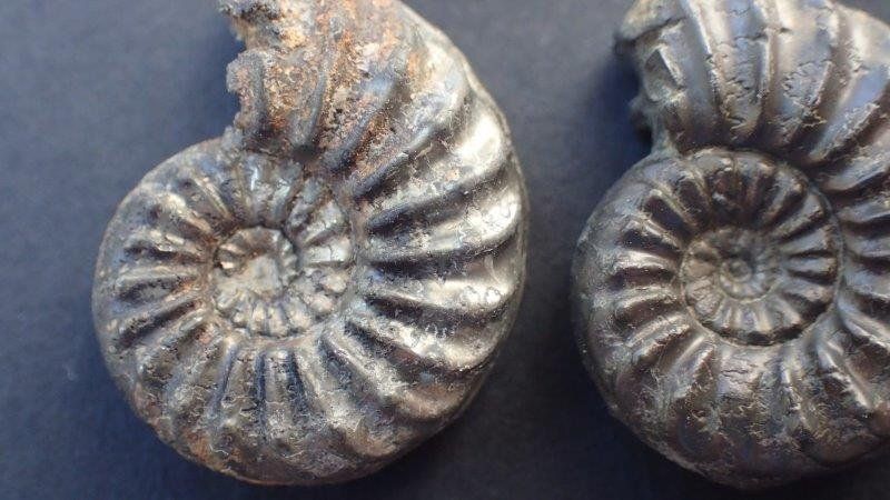 Fossiles: 5 Pyrit Ammoniten Frankreich – D'occasion à Rickenbach BL par Oktober68 7