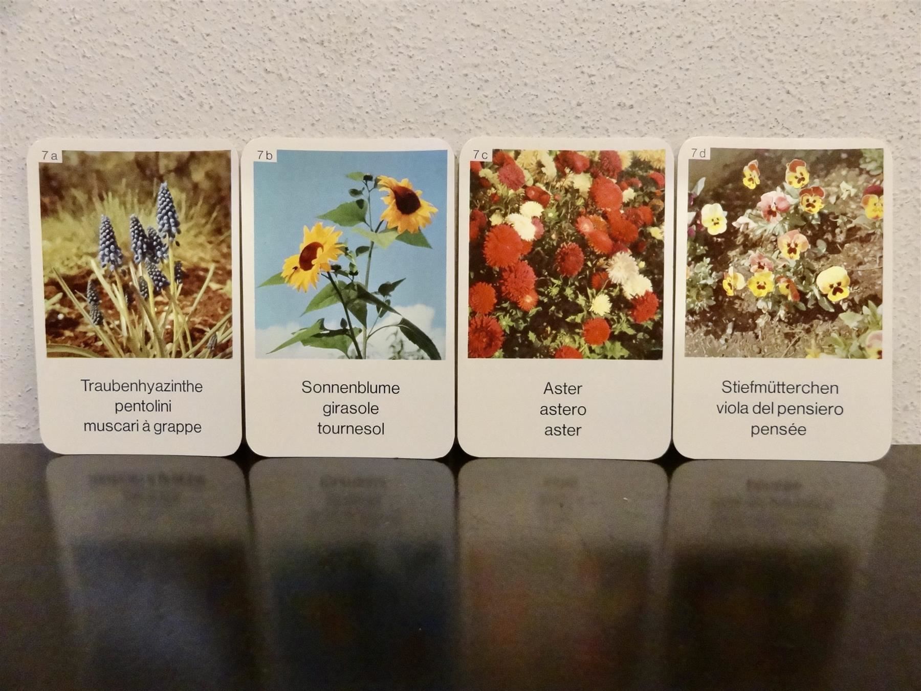 Spiele: altes Quartett BLUMEN-QUARTETT BLUMEN – Gebraucht aus Kerzers von wisaundsowiso 8