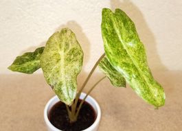 Alocasia Black Satun Stardust