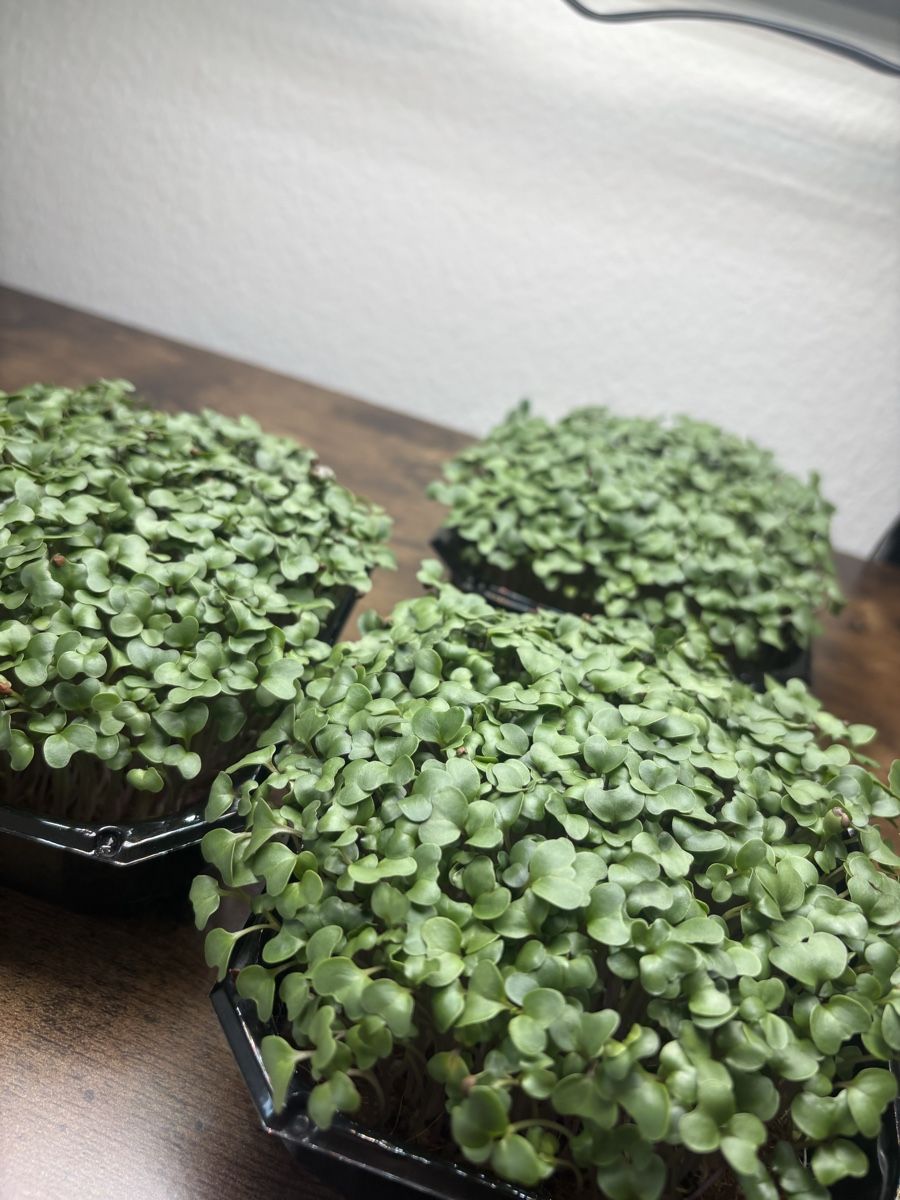 Pflanzen & Samen: Keimlinge/Microgreens Grenchen – Neu (gemäss Beschreibung) aus Grenchen von mar_hhk8 7