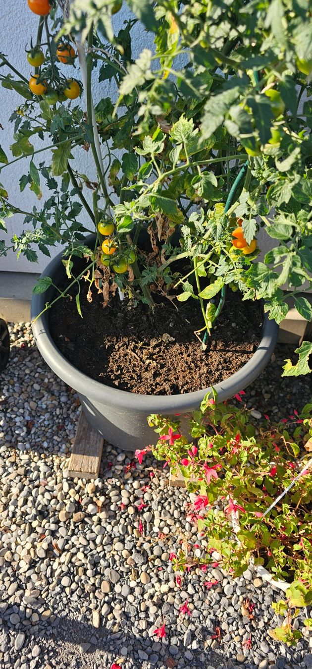 Pots de fleurs: Blumentopf – D'occasion à Wittenbach par fam_stu
