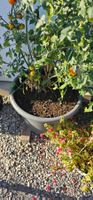 Blumentopf
