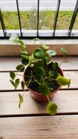 Pilea Peperomioides (Ufopflanze / Glückstaler)