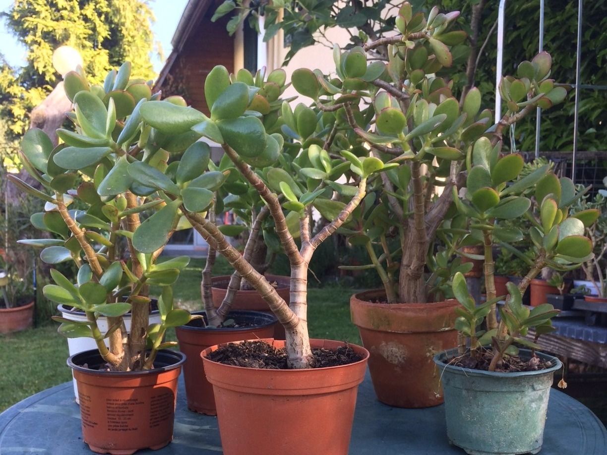 Pflanzen & Samen: Crassula ovata – Neu (gemäss Beschreibung) aus Vinelz von Wellensittich55
