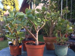 Crassula ovata