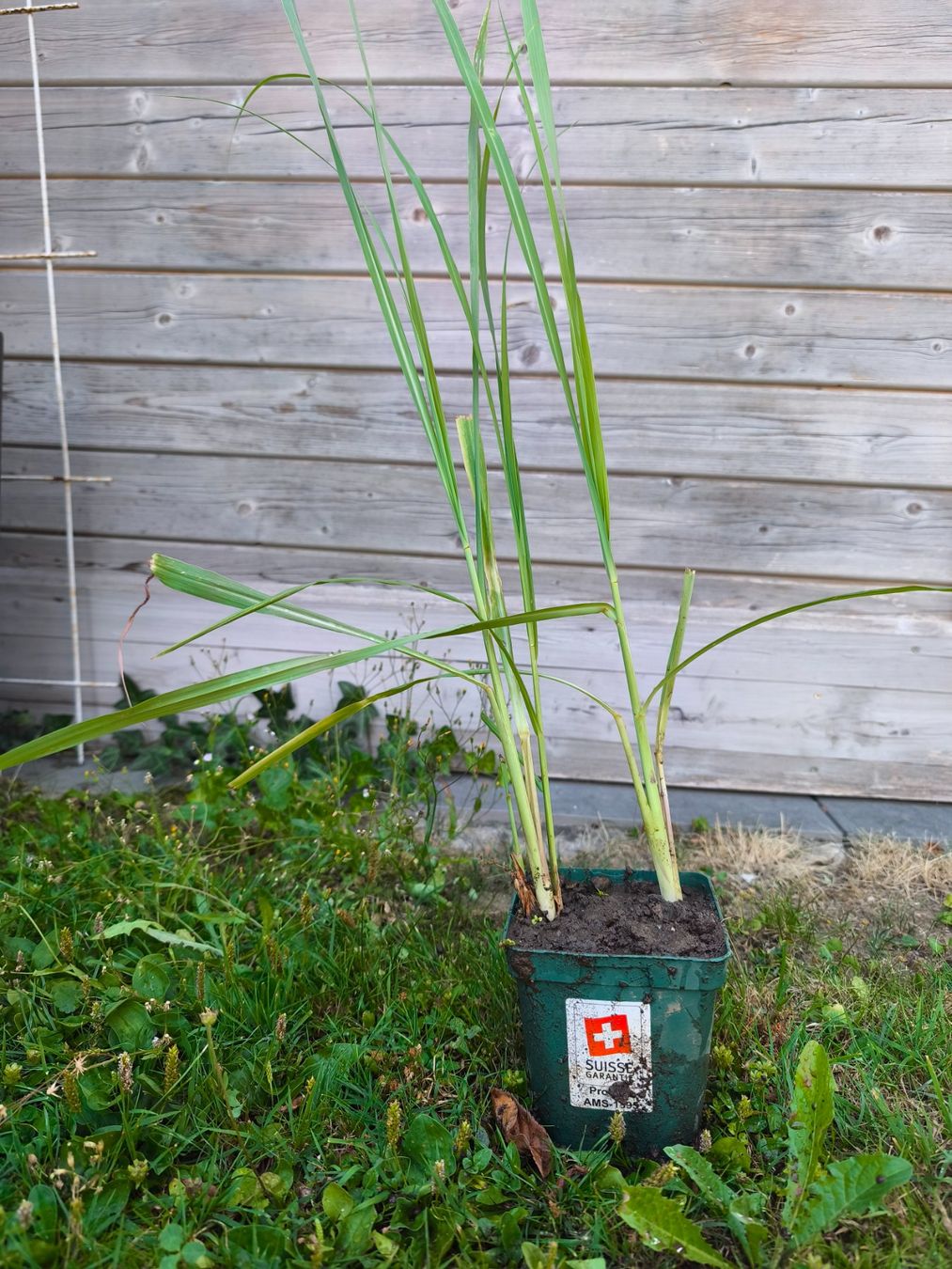 Plantes & graines: Zitronengras Pflanze im Topf, Frühlingsfrisch, – Neuf (Voir description) à Uznach par Mmanson1
