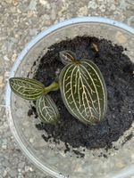 Ludisia discolor - Juwelorchidee aus eigener Anzucht