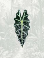 Alocasia Polly Rhizome