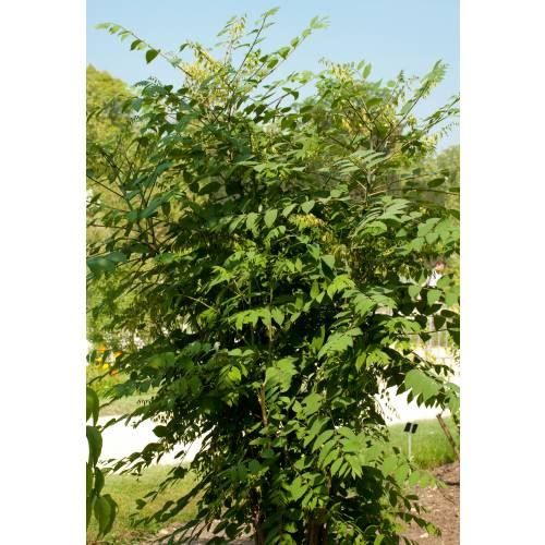 Piante & sementi: Arbre aux haricots bleus  PLANT 15-20cm – Nuovo (secondo la descrizione) da Bremblens venduto da FIBONACCI369 5