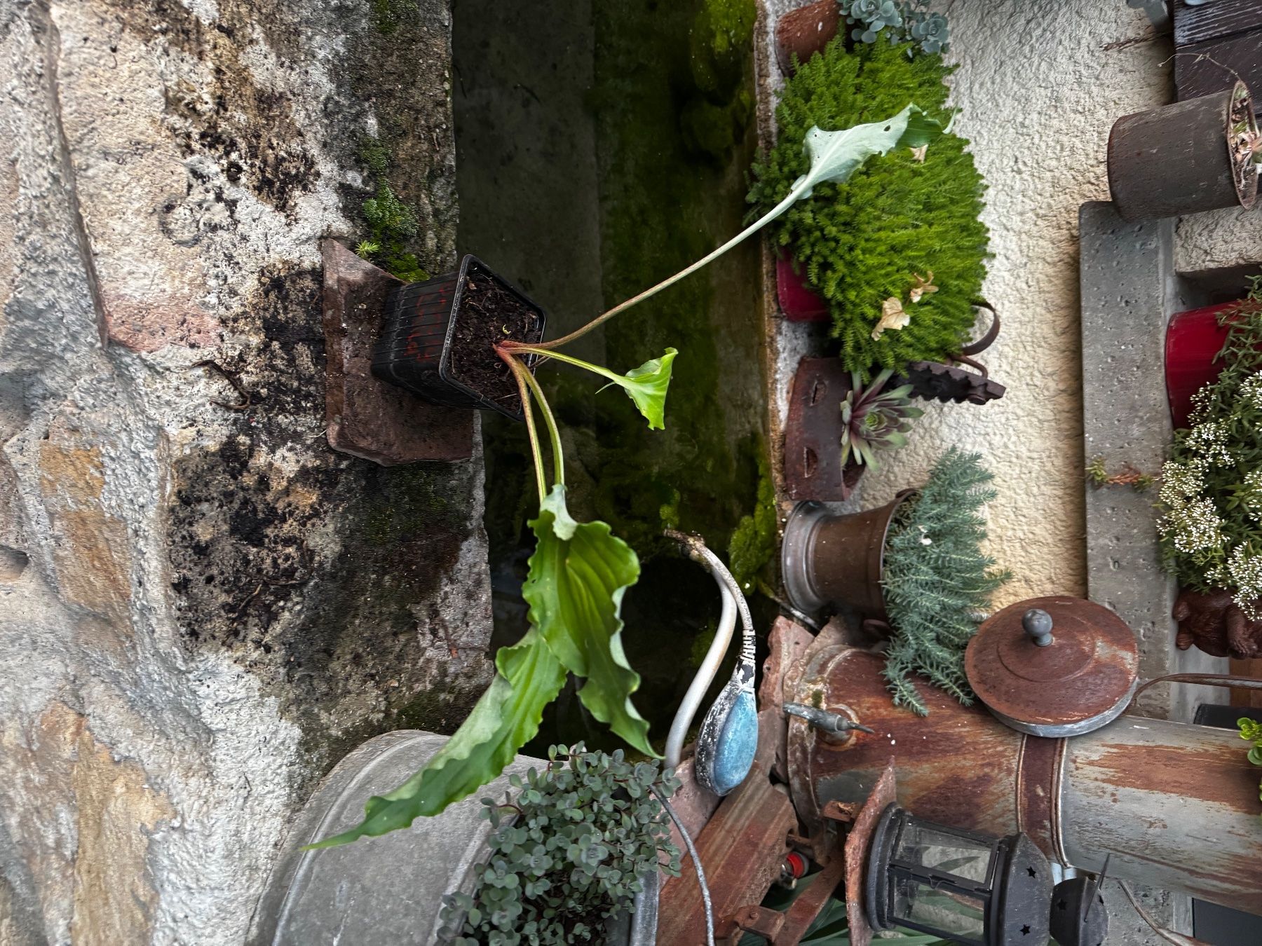 Piante & sementi: Hosta Unruly Child – Usato da Lajoux JU venduto da Briard0 1