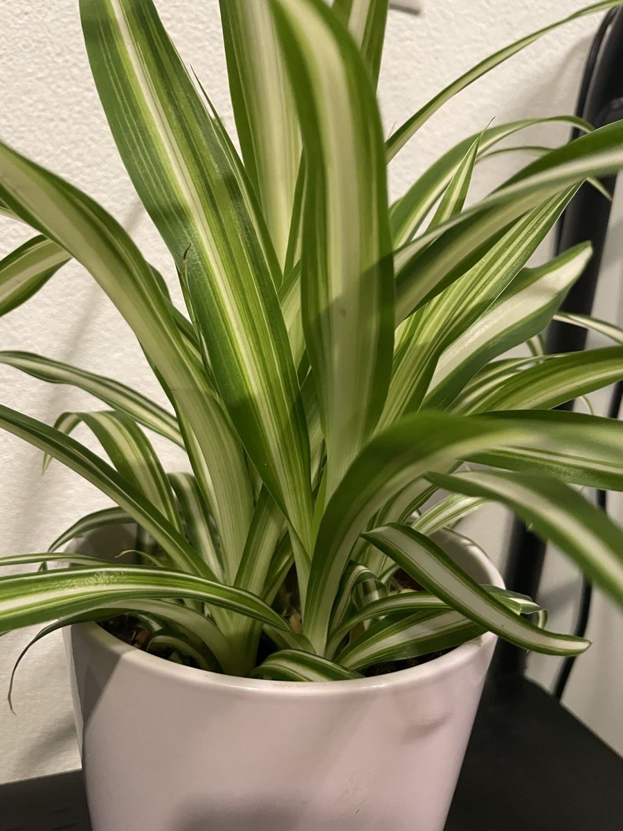 Pflanzen & Samen: Vibrant Spider Plant in Stylish Pot – Gebraucht aus Uster von momogarden 2