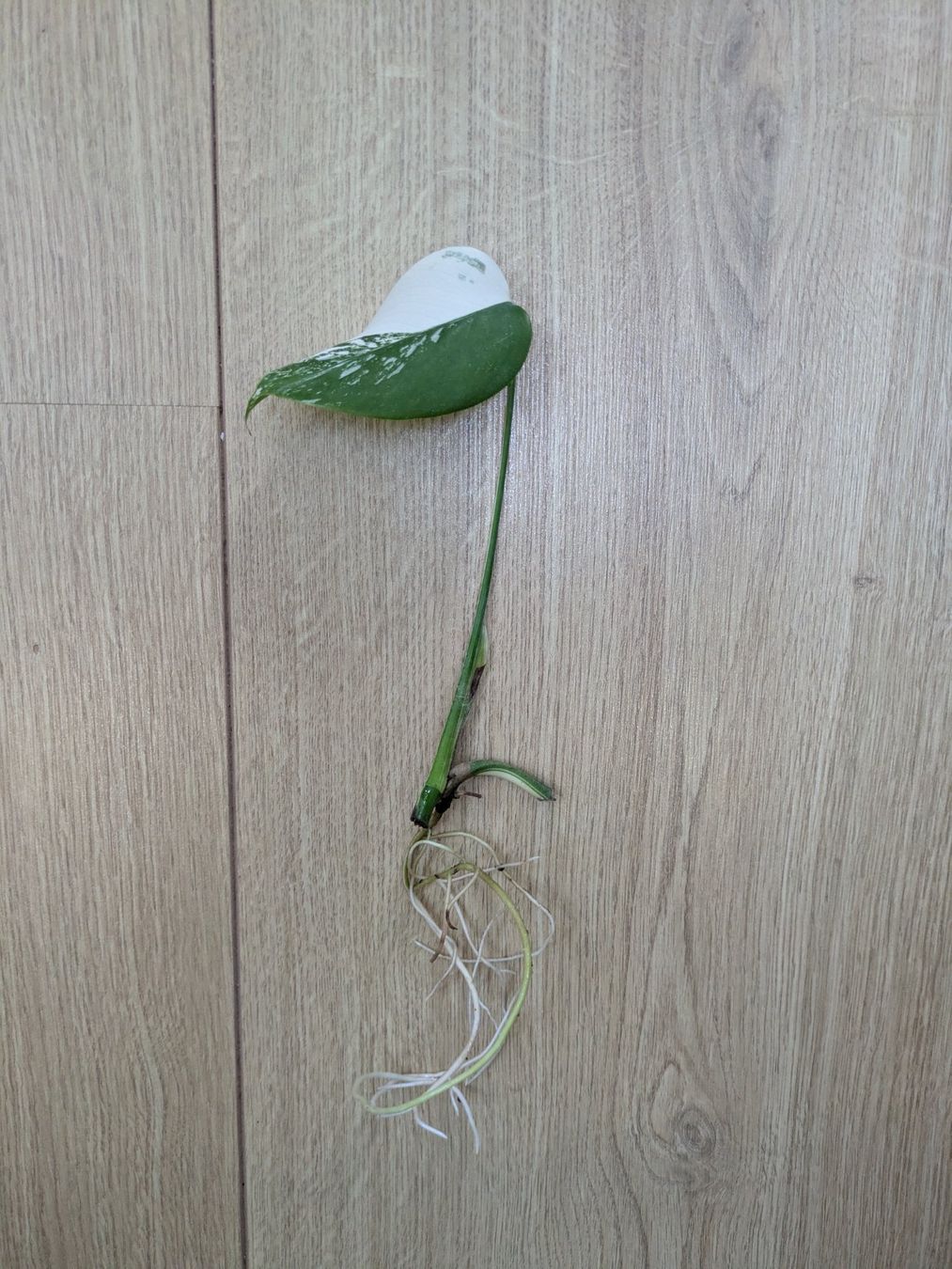 Piante & sementi: Schöne Monstera Variegata Steckling - Rare – Usato da Winkel venduto da Kade50
