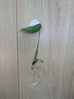 Schöne Monstera Variegata Steckling - Rare