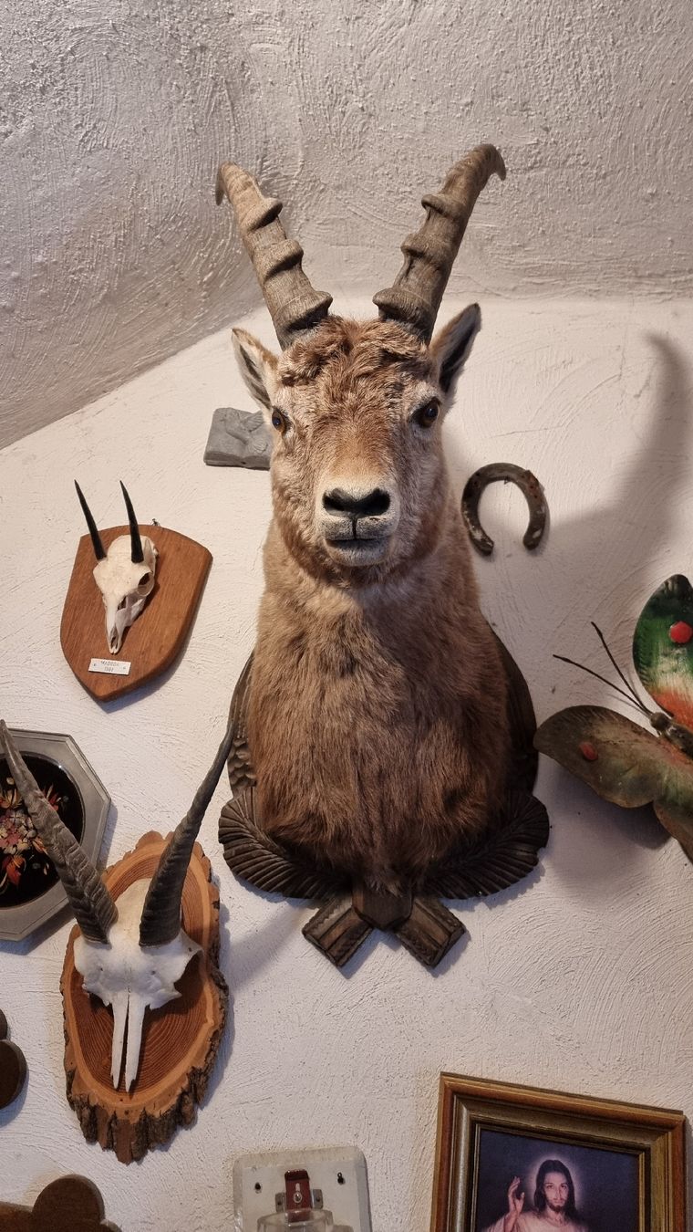 Welt der Tiere: Steinbock – Gebraucht aus Sils im Domleschg von platin01 4
