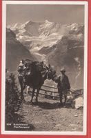 Grindelwald - Faulhornpost Maultier - ca. 1930
