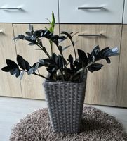 Zamioculcas Zamiifolia "Raven", Glücksfeder.