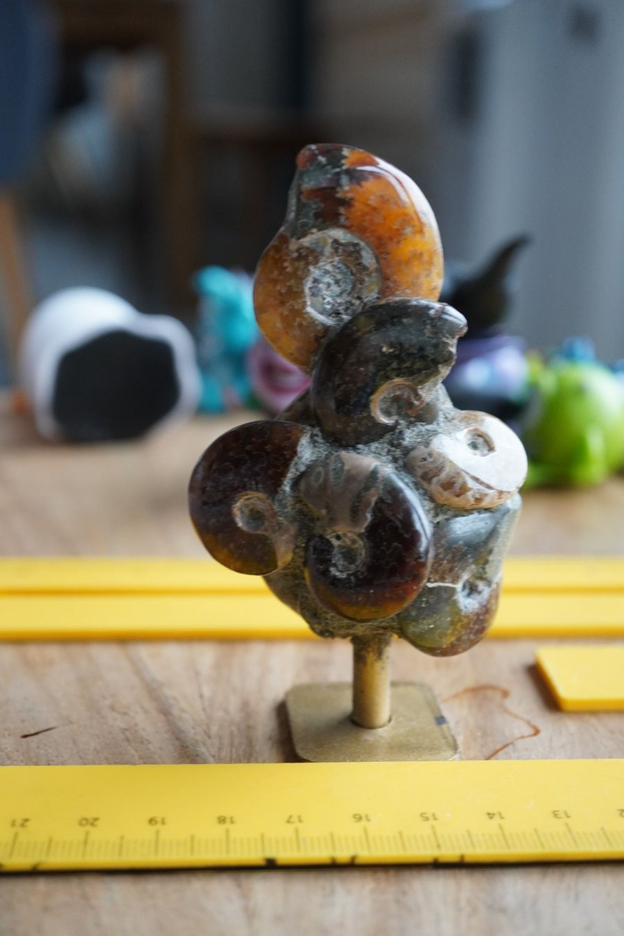 Fossili: Ammonit Cluster Figur   10cm  x 5cm – Nuovo e nell'imballaggio originale da Eschenbach SG venduto da topstone 8