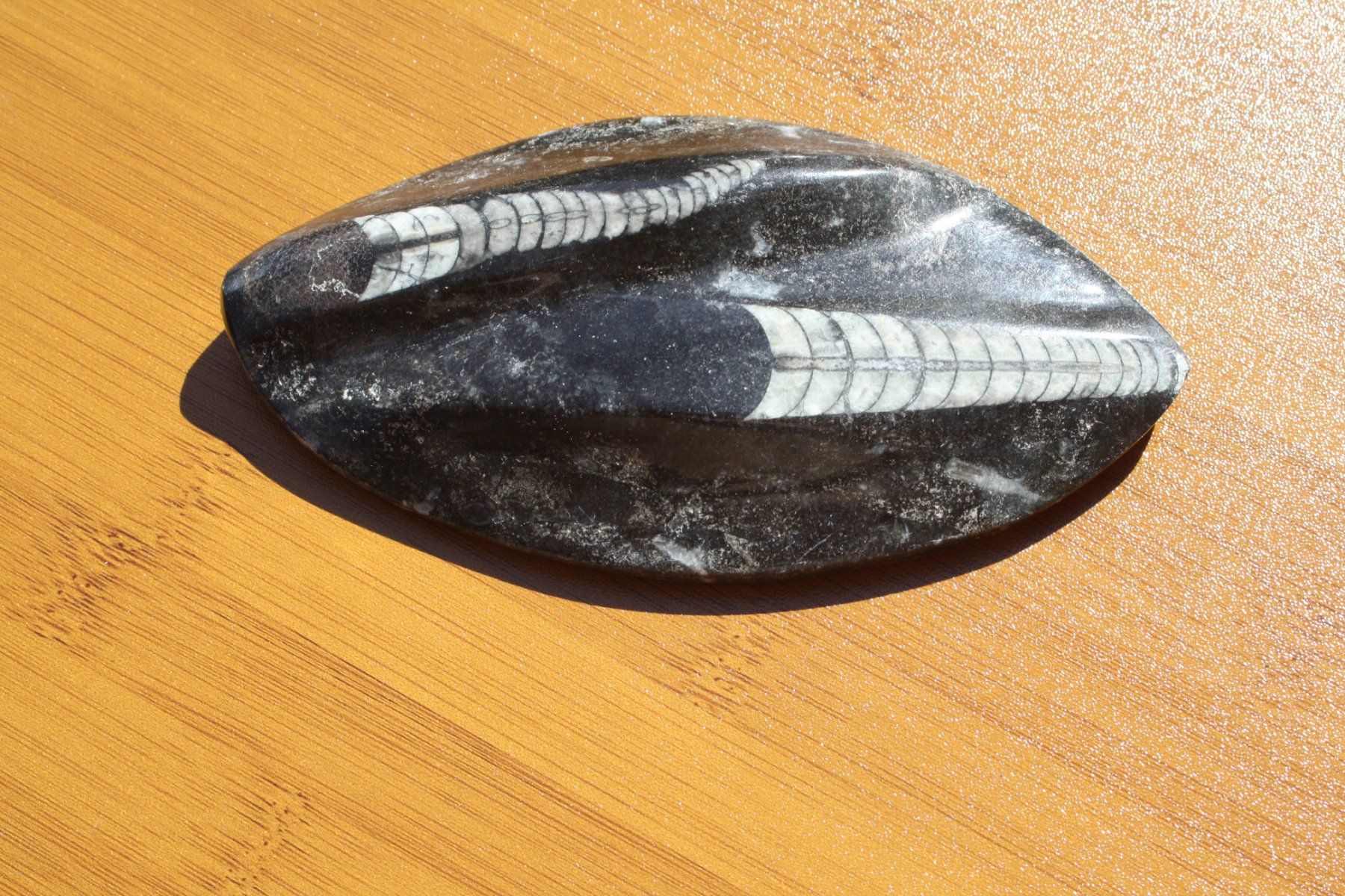 Fossili: 3 SCHÖNE STEINE POLIERT FOSSIL ECHT ?? – Usato da Wauwil venduto da Pneuedy 4