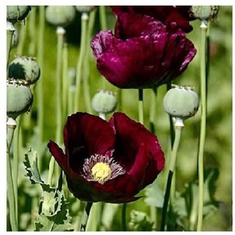 Piante & sementi: 500 Samen Mohn LAUREN'S GRAPE – Nuovo (secondo la descrizione) da Ehrendingen venduto da VerveinaSamen 1