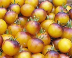 3 SAMEN Tomaten Indigo BIO «PANSY AP”