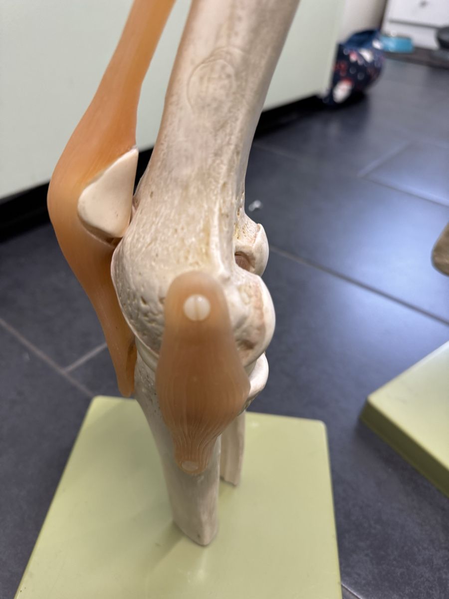 Attrezzature mediche: Funktionsmodell Knie | Schulter  – Usato da Orpund venduto da Rhodes0 6