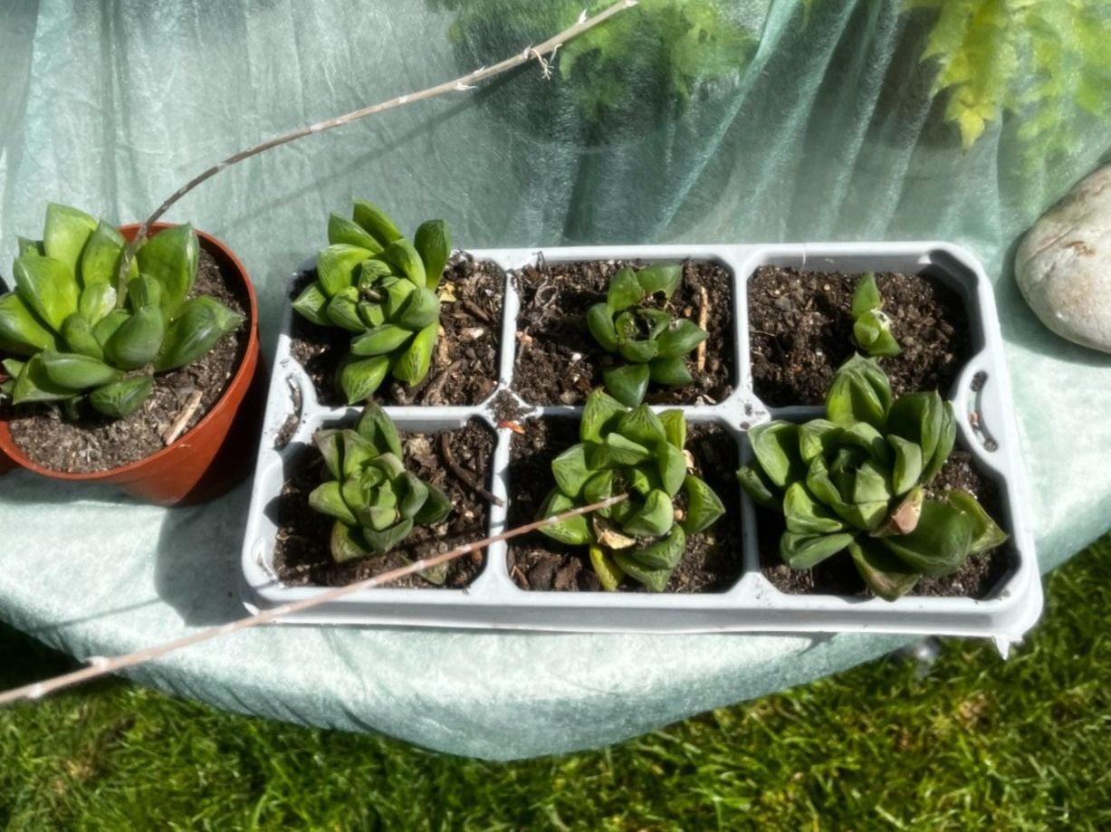 Piante & sementi: Haworthia cymbiformis – Nuovo (secondo la descrizione) da Vinelz venduto da Wellensittich55 1