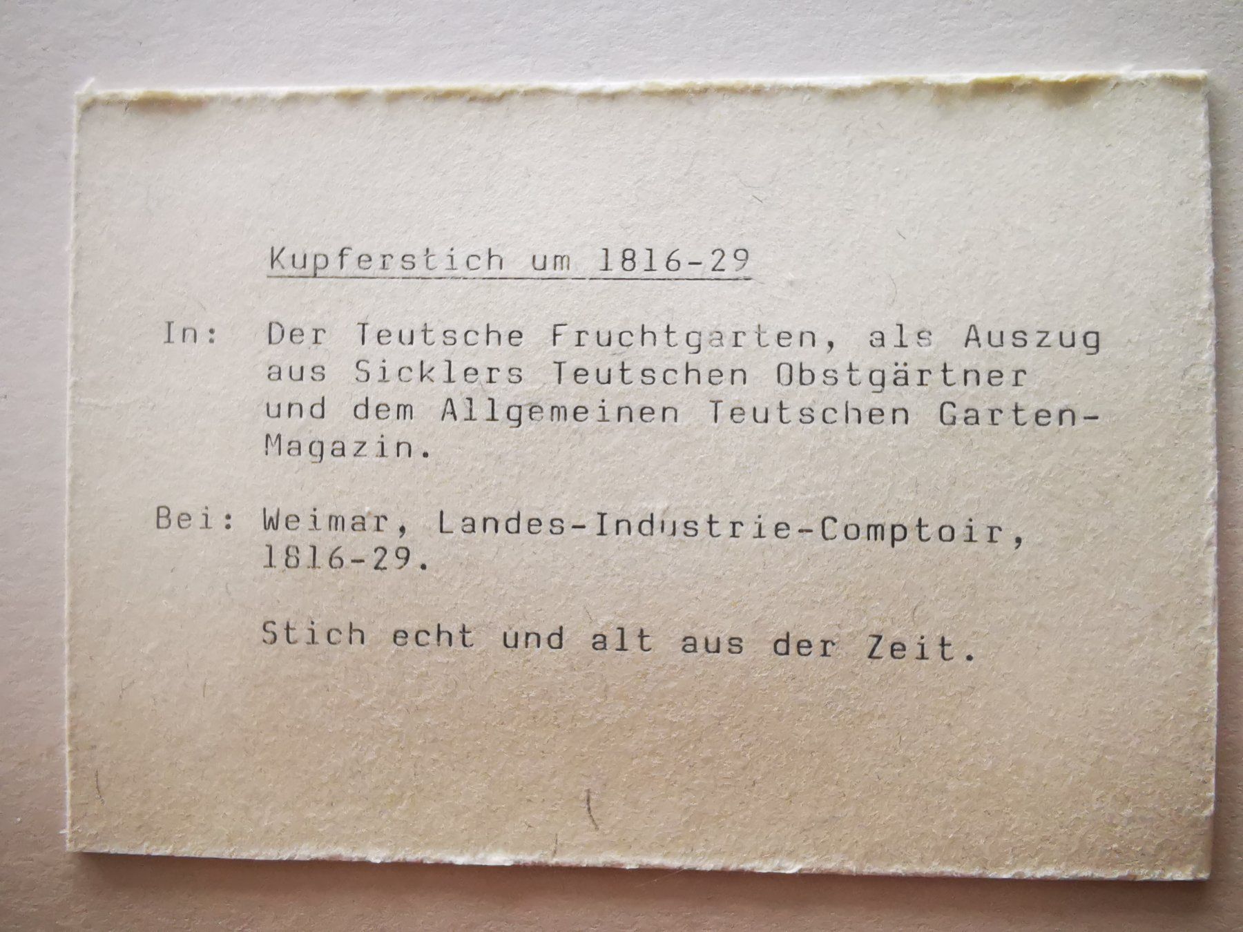 Cornici: Kupferstich, ca. 1816-29, "Weisse Johannisbeere" – Usato da Dübendorf venduto da aschiduebendorf 2