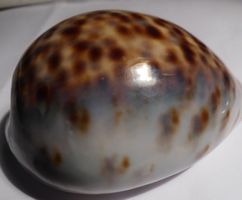 SEHR SELTENE BLAUE CYPRAEA TIGRIS,-----SAMMLER---MUSCHEL !!