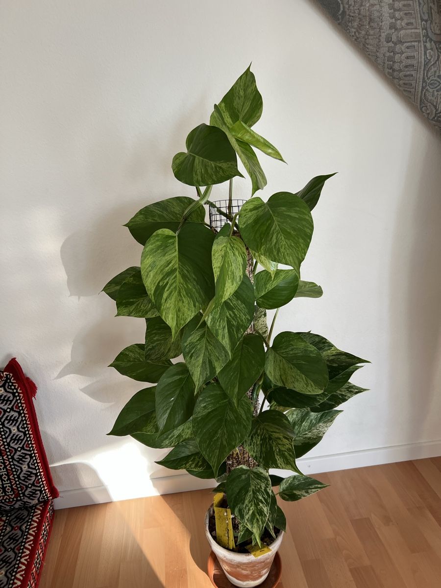 Piante & sementi: Marble Queen Pothos an der Moosstange – Usato da St. Gallen venduto da ome_g8v2 1
