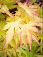 Acer Palmatum Katsura - leuchtend orange im Frühling