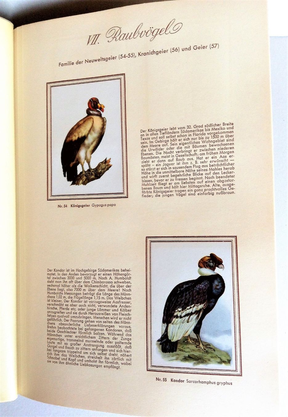 Libri: Buch: Bunte Vögel aus aller Welt – Usato da Alpnach Dorf venduto da MZ001 3