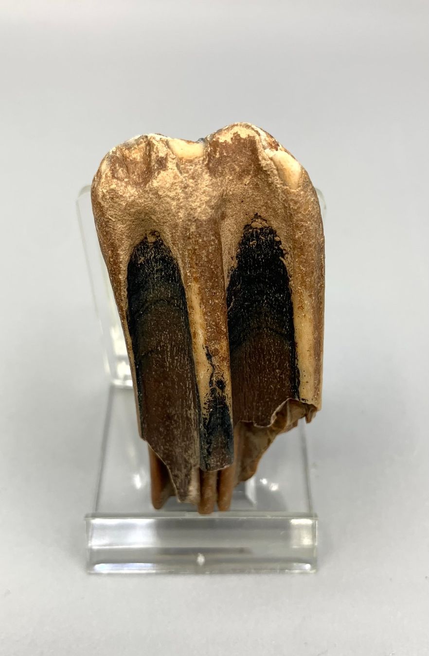 Fossili: Bison priscus (Steppenbison) - Zahn - Original - Eiszeit – Nuovo (secondo la descrizione) da Samstagern venduto da Spliti 1